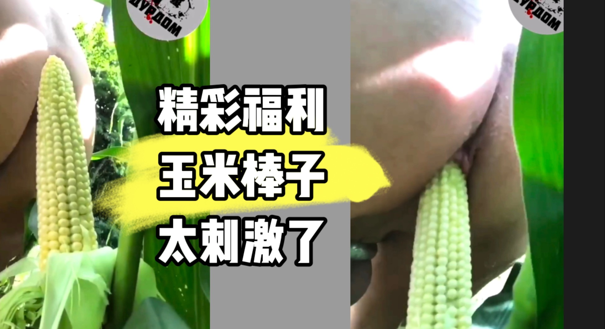 精彩福利 玉米棒子